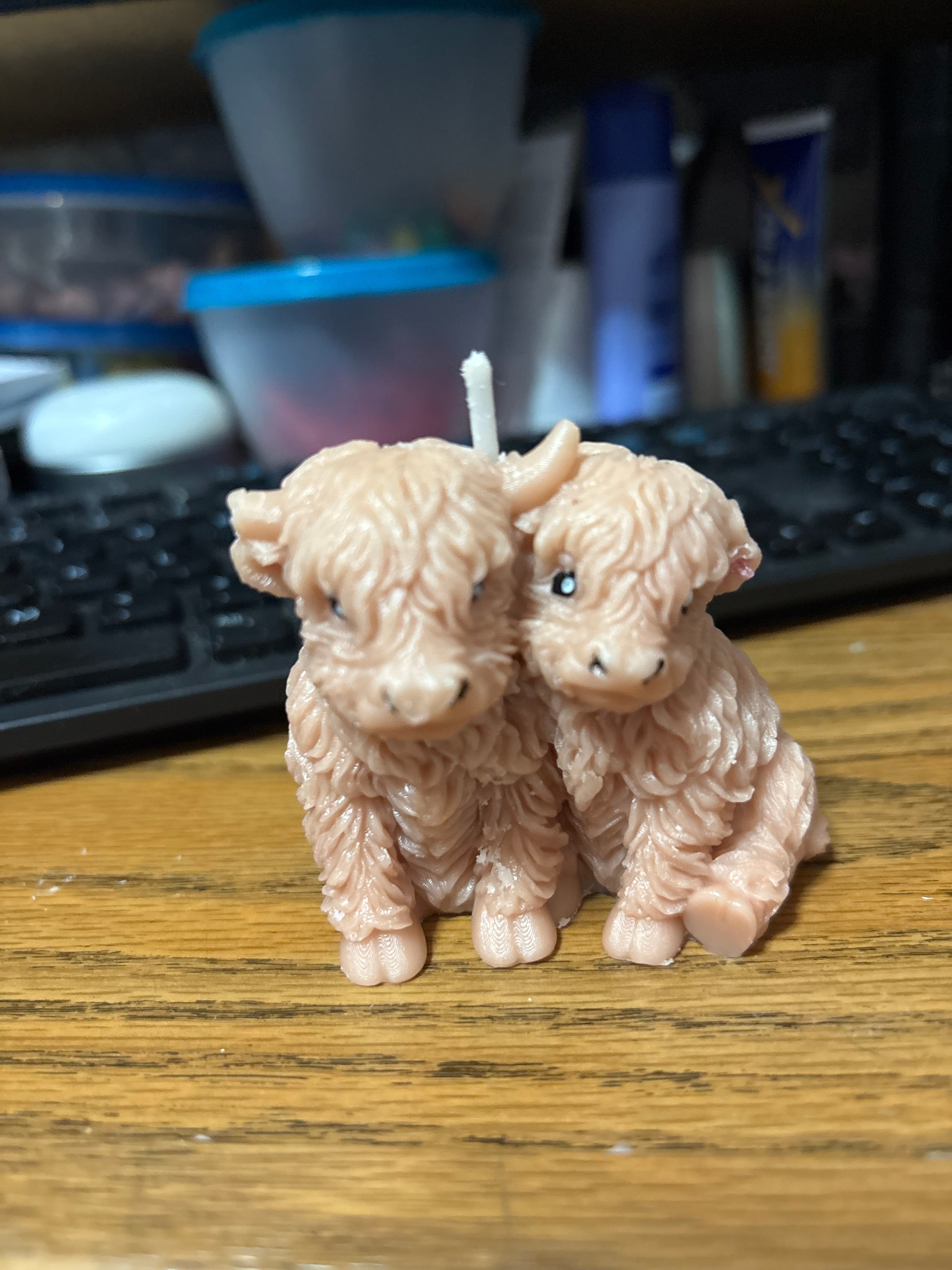 Highland Cows